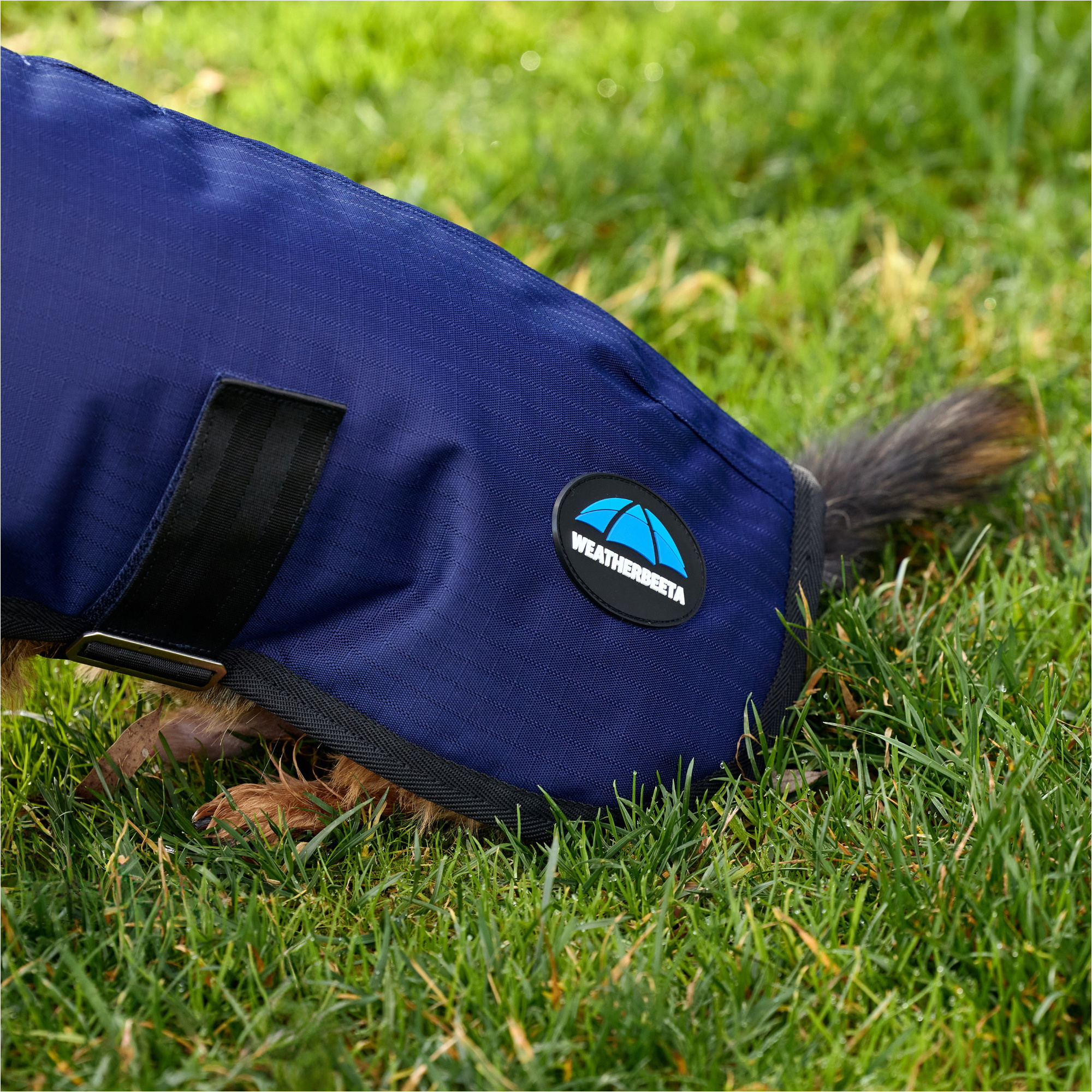 2025 Weatherbeeta Comfitec Classic Waterproof Dog Coat 1029048 - Navy